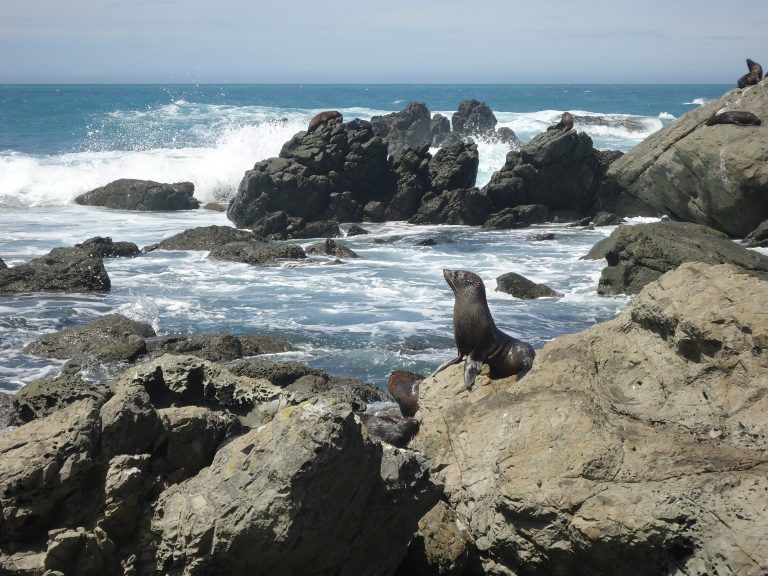 Lee más sobre el artículo Primer día en la Isla Sur: lobos marinos en Kaikoura y argentinidad en Christchurch